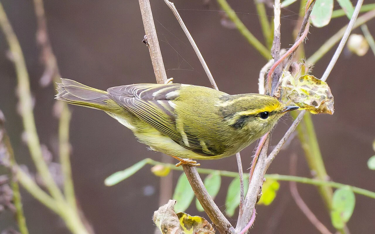 Pallas's Leaf Warbler (Phylloscopus proregulus) — photo 4 of 5
