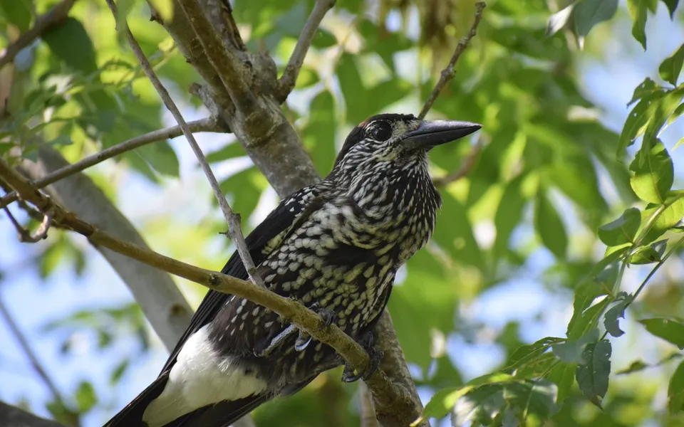 Northern Nutcracker (Nucifraga caryocatactes) — photo 5 of 5