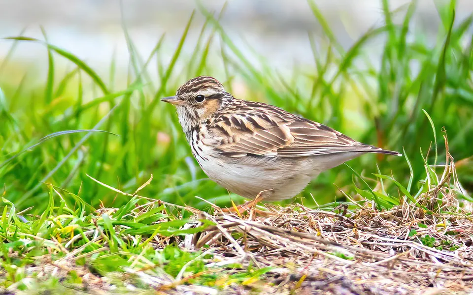 Wood Lark (Lullula arborea) — photo 2 of 5