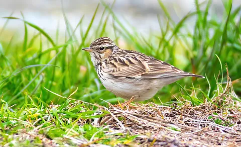 Wood Lark (Lullula arborea) — photo 2 of 5