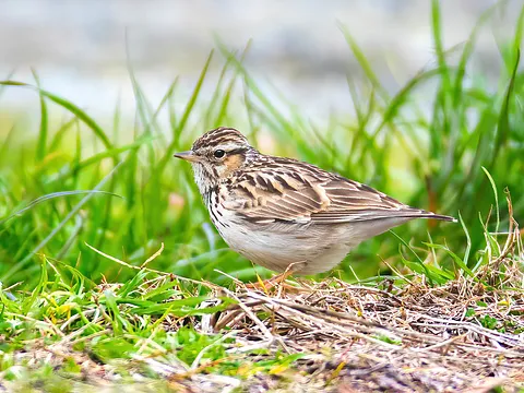 Wood Lark