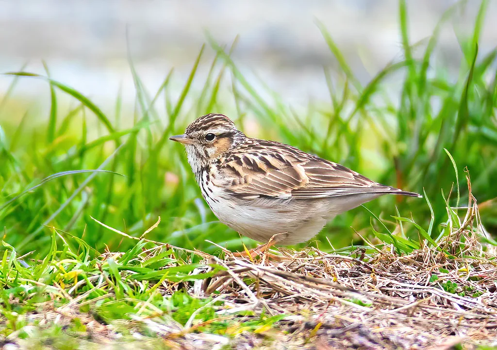 Wood Lark