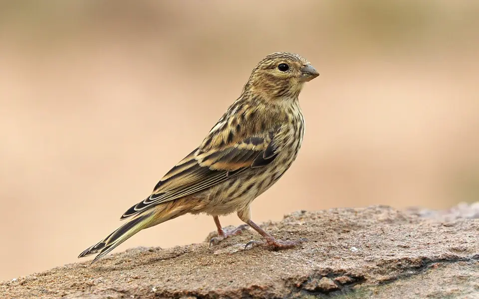 European Serin (Serinus serinus) — photo 4 of 4