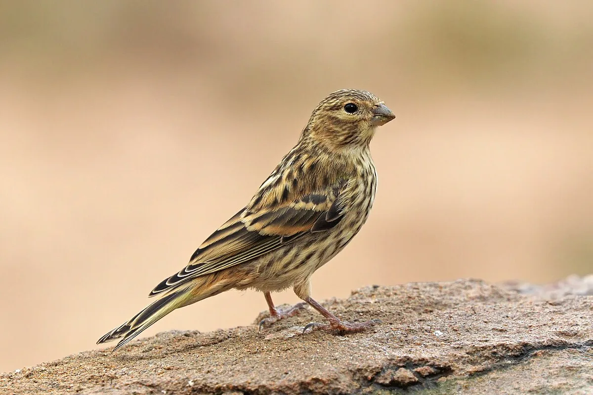 European Serin