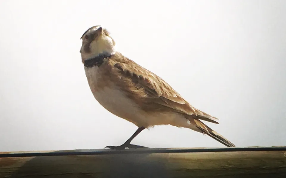 Horned Lark (Eremophila alpestris) — photo 3 of 4