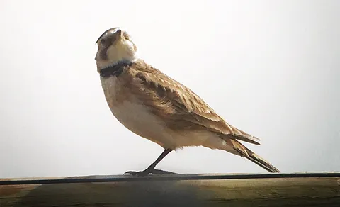 Horned Lark (Eremophila alpestris) — photo 3 of 4