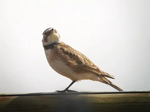 Horned Lark