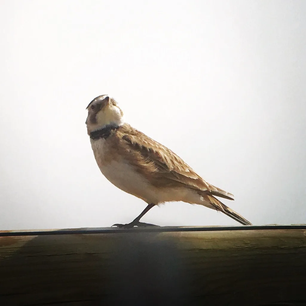 Horned Lark