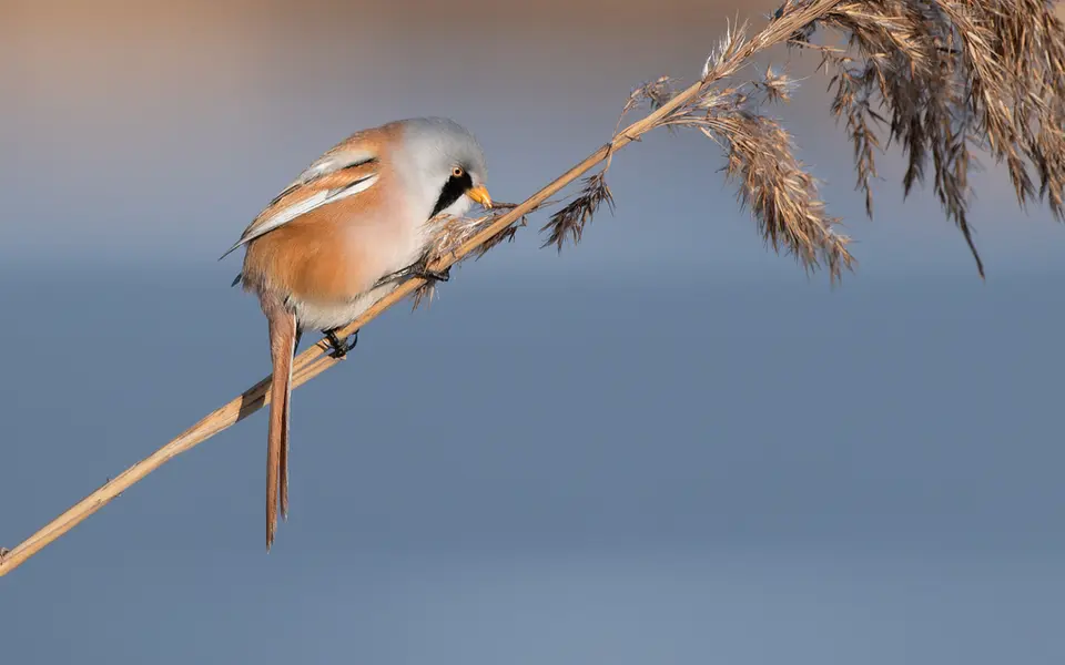 Bearded Reedling (Panurus biarmicus) — photo 4 of 4