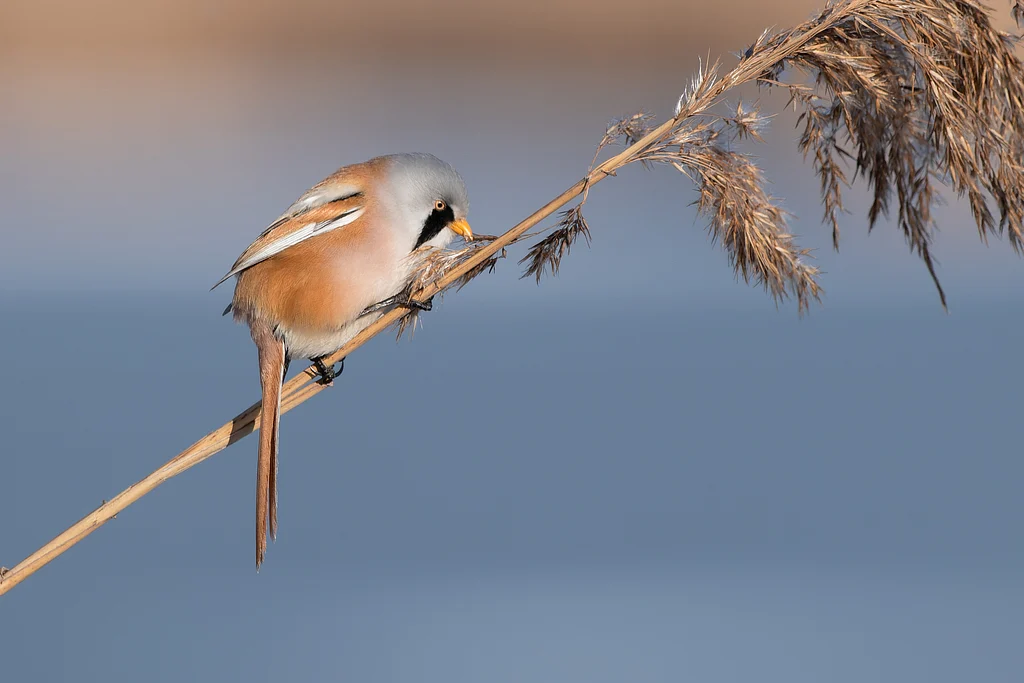 Bearded Reedling (Panurus biarmicus) — photo 4 of 4