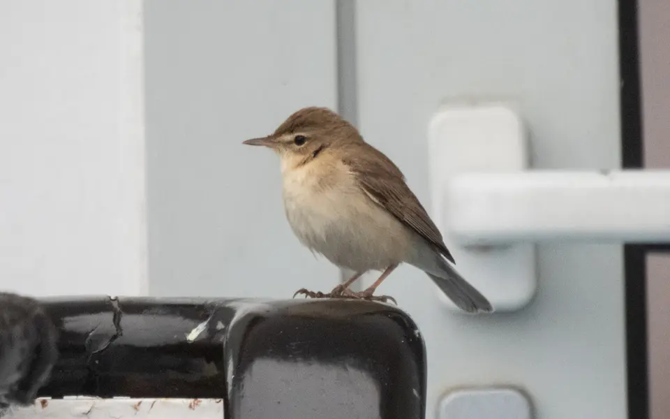 Booted Warbler (Iduna caligata) — photo 4 of 4