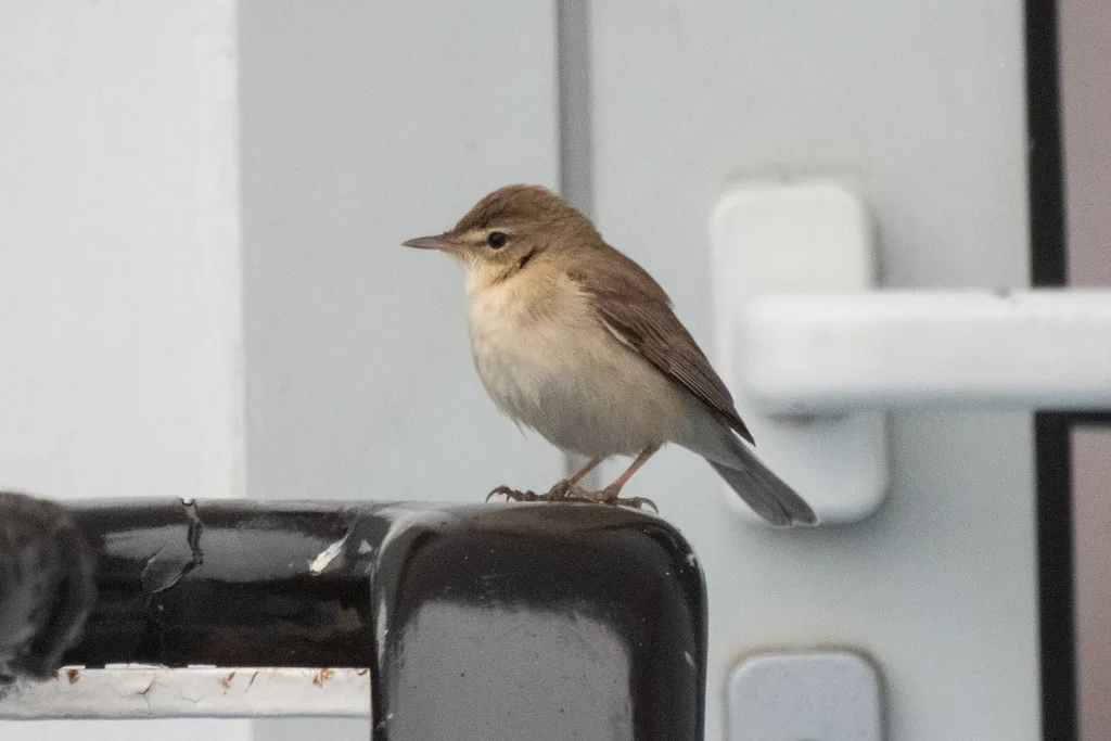 Booted Warbler