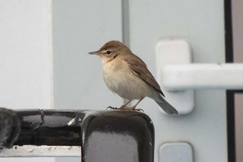 Booted Warbler