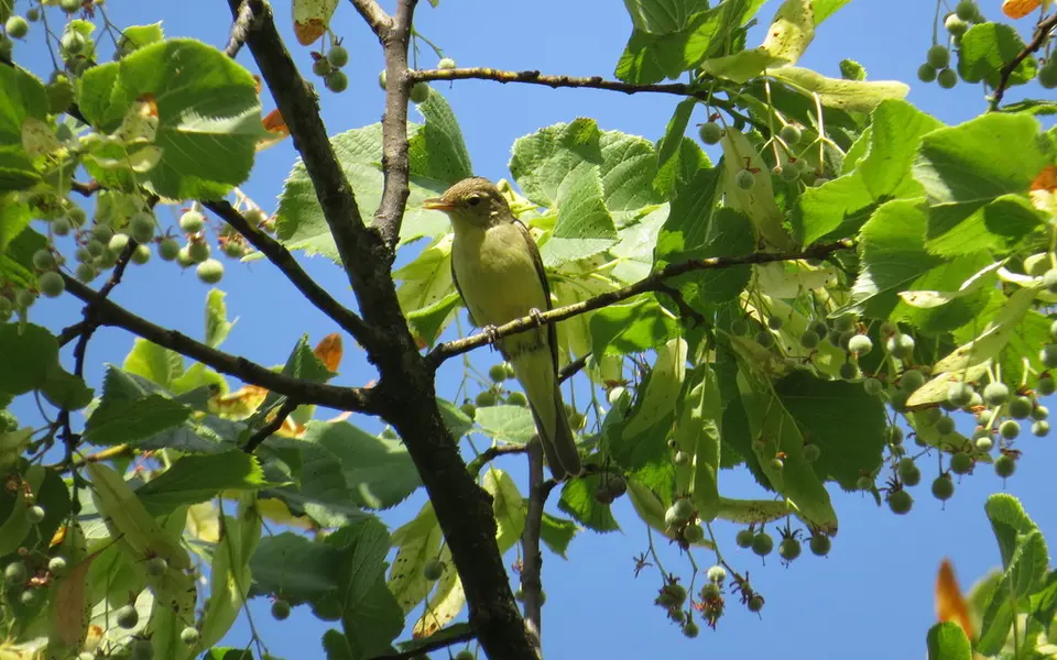Icterine Warbler (Hippolais icterina) — photo 3 of 5