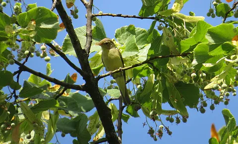 Icterine Warbler
