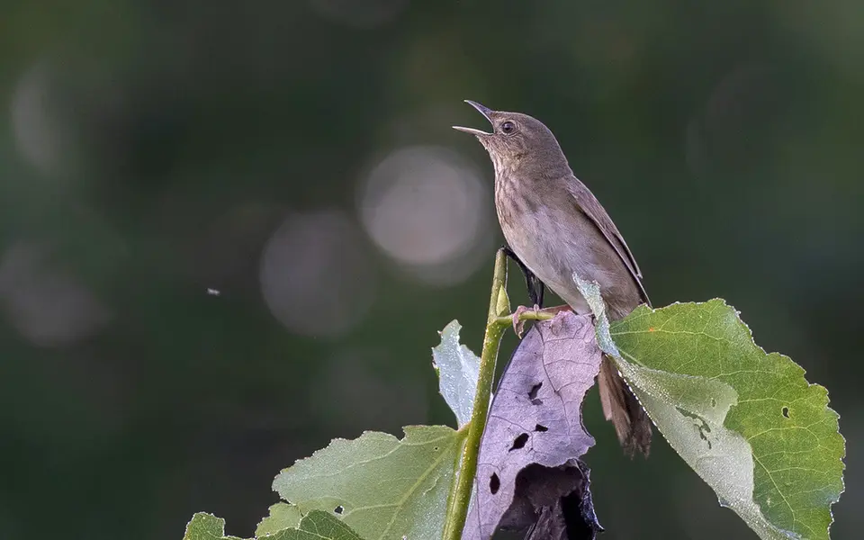 River Warbler (Locustella fluviatilis) — photo 3 of 6
