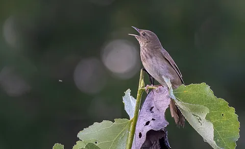 River Warbler