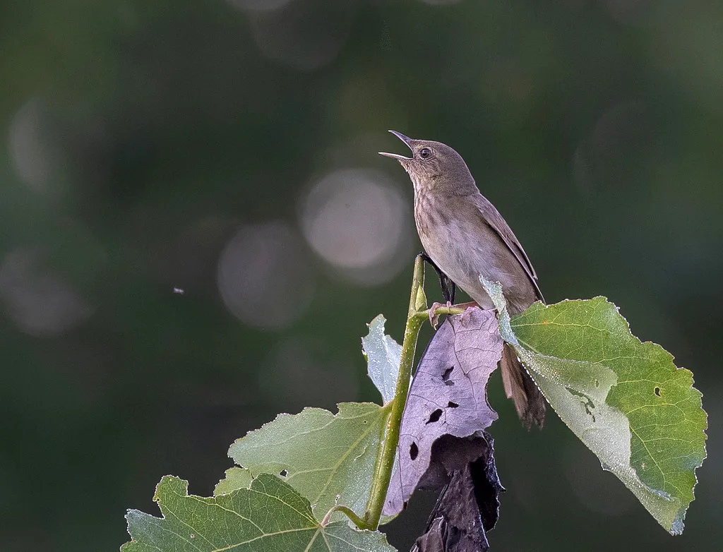 River Warbler