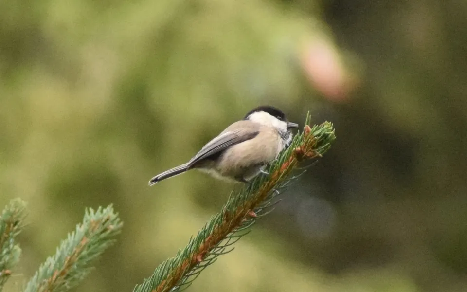 Willow Tit (Poecile montanus) — photo 3 of 3