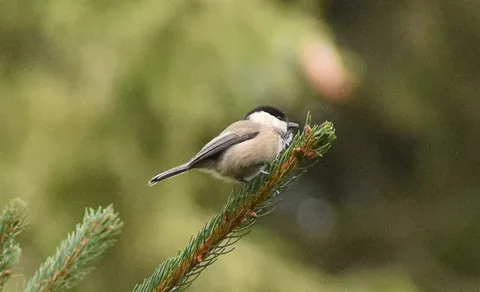 Willow Tit (Poecile montanus) — photo 3 of 3