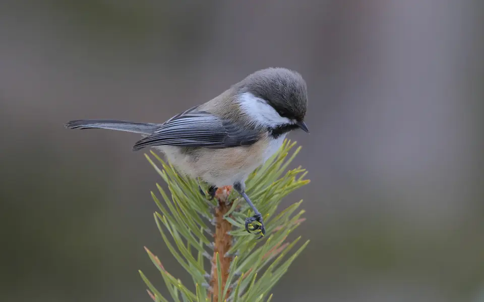 Gray-headed Chickadee (Poecile cinctus) — photo 5 of 5