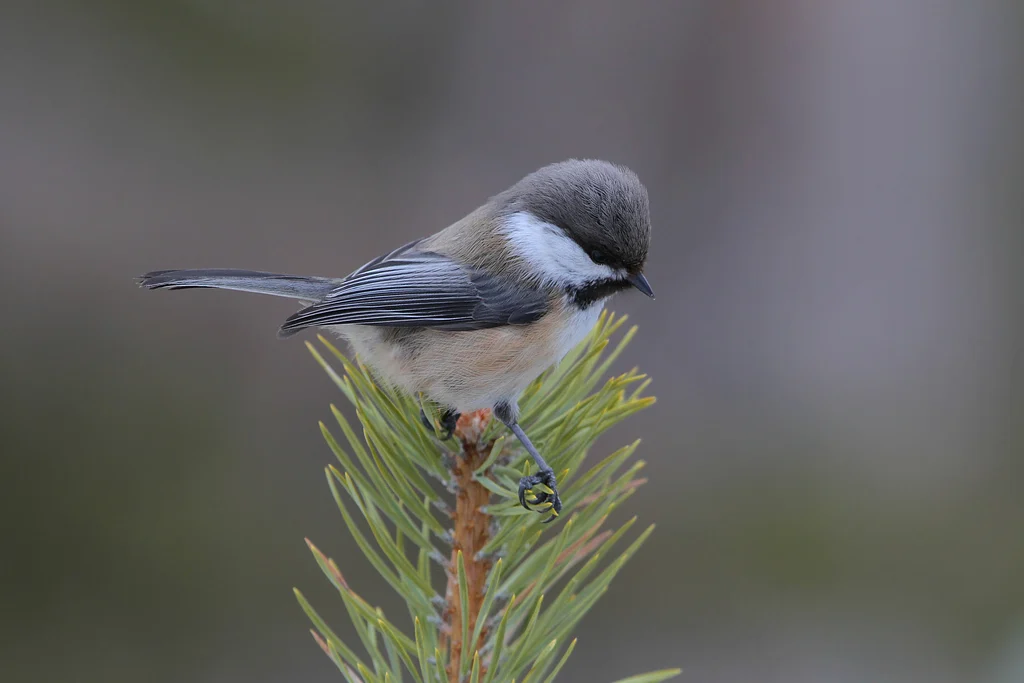 Gray-headed Chickadee (Poecile cinctus) — photo 5 of 5