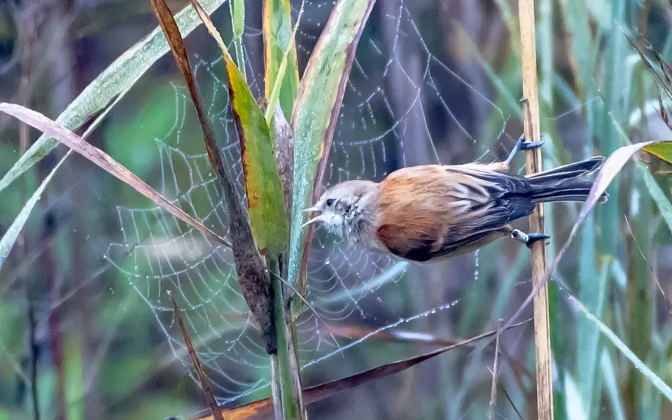 Eurasian Penduline-Tit (Remiz pendulinus) — photo 3 of 4