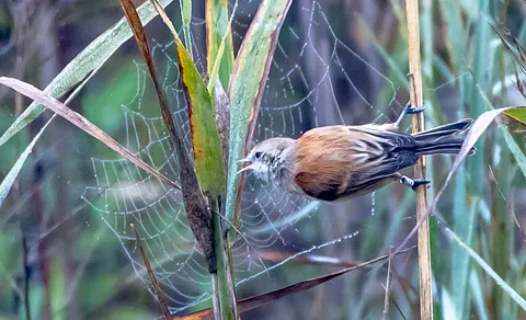 Eurasian Penduline-Tit