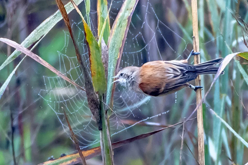 Eurasian Penduline-Tit