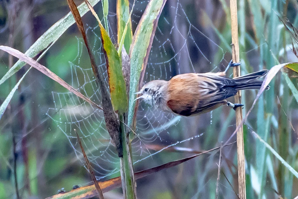 Eurasian Penduline-Tit