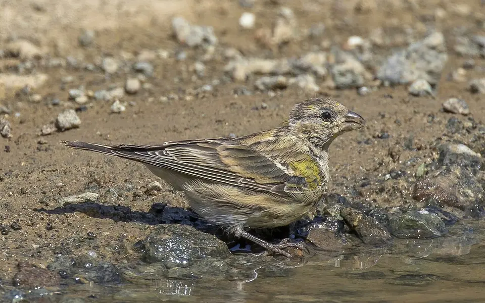 European Serin (Serinus serinus) — photo 3 of 4