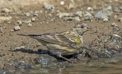 European Serin
