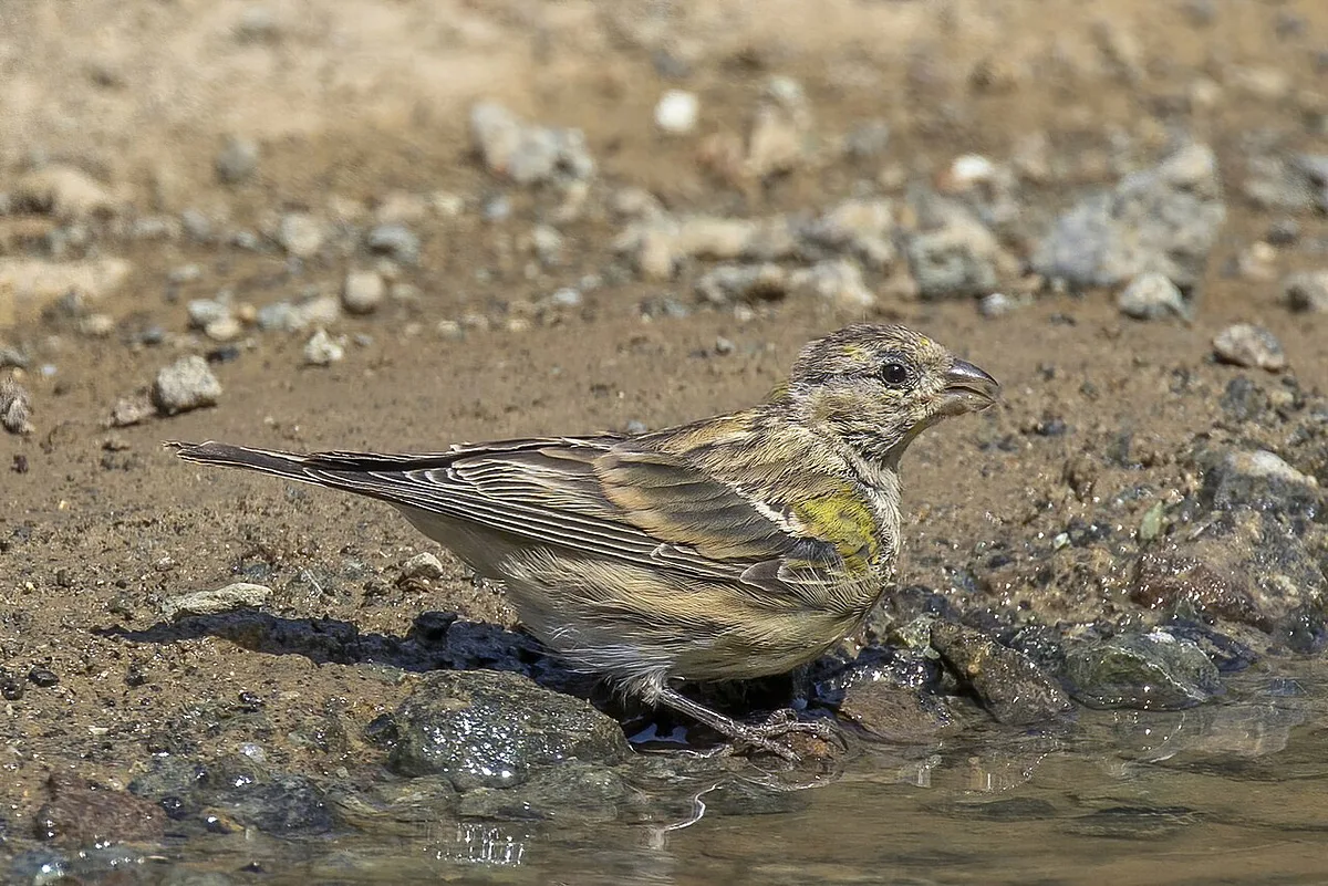 European Serin