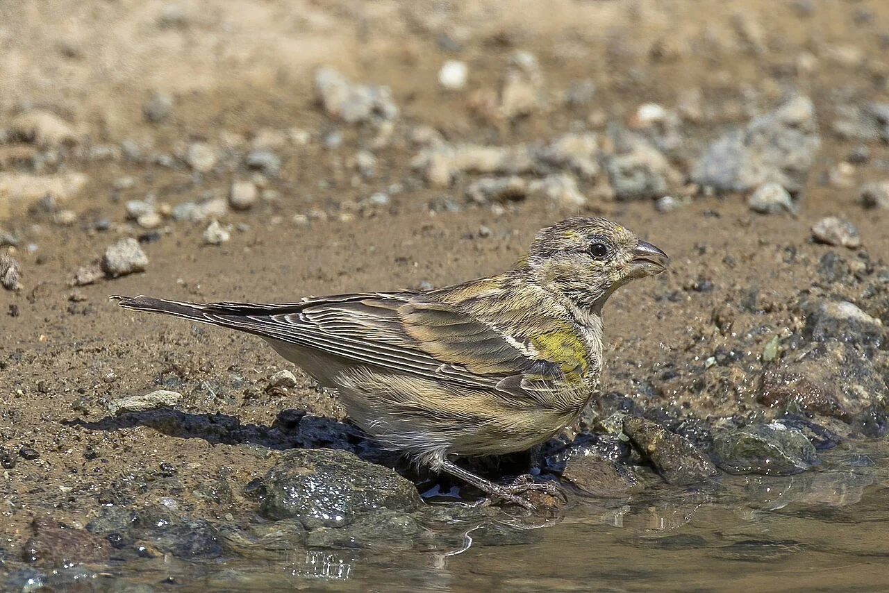 European Serin