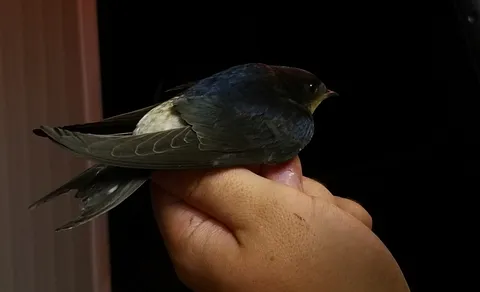 Western House-Martin (Delichon urbicum) — photo 3 of 3