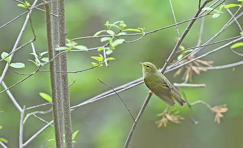 Wood Warbler (Phylloscopus sibilatrix) — photo 3 of 4