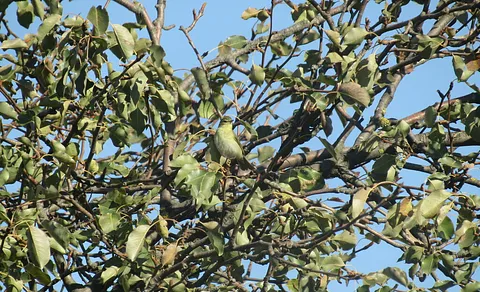 Willow Warbler (Phylloscopus trochilus) — photo 2 of 6