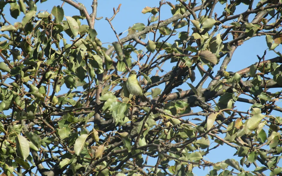 Willow Warbler (Phylloscopus trochilus) — photo 2 of 6