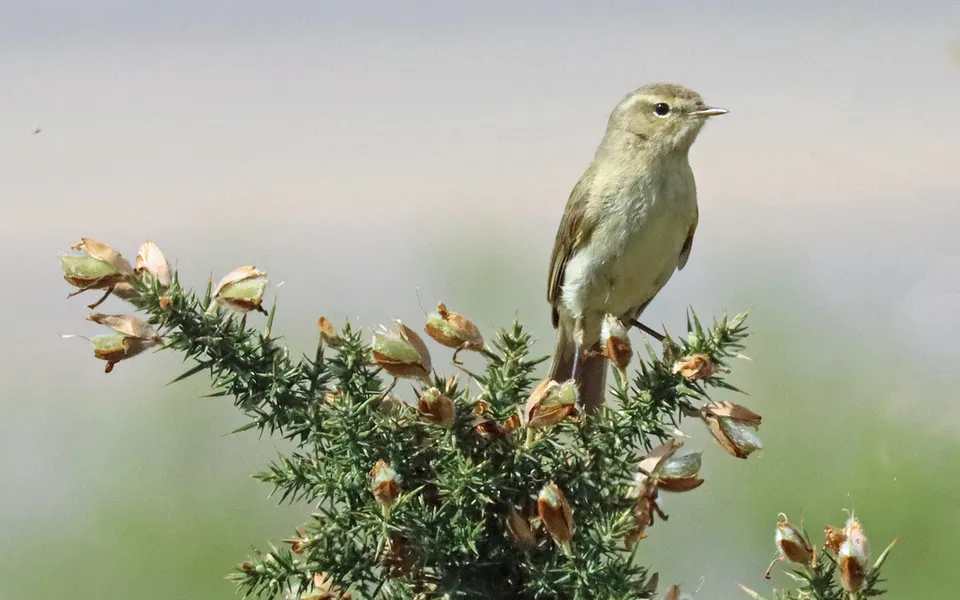 Common Chiffchaff (Phylloscopus collybita) — photo 2 of 5