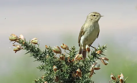 Common Chiffchaff (Phylloscopus collybita) — photo 2 of 5