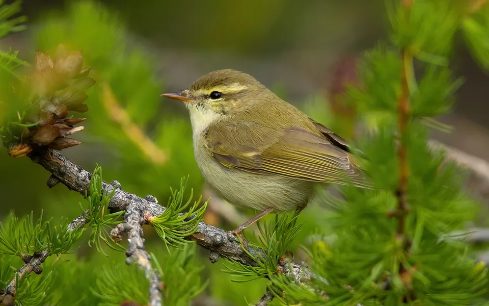 Greenish Warbler (Phylloscopus trochiloides) — photo 2 of 4