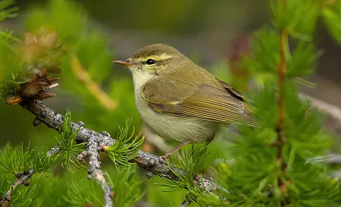 Greenish Warbler (Phylloscopus trochiloides) — photo 2 of 4