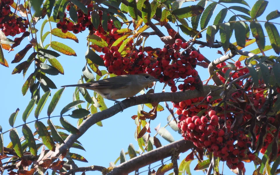 Eurasian Blackcap (Sylvia atricapilla) — photo 2 of 5
