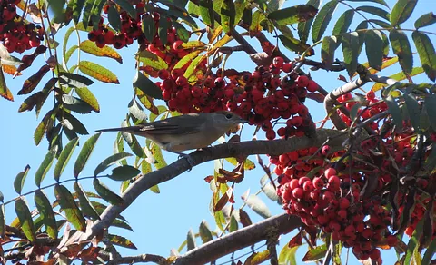 Eurasian Blackcap