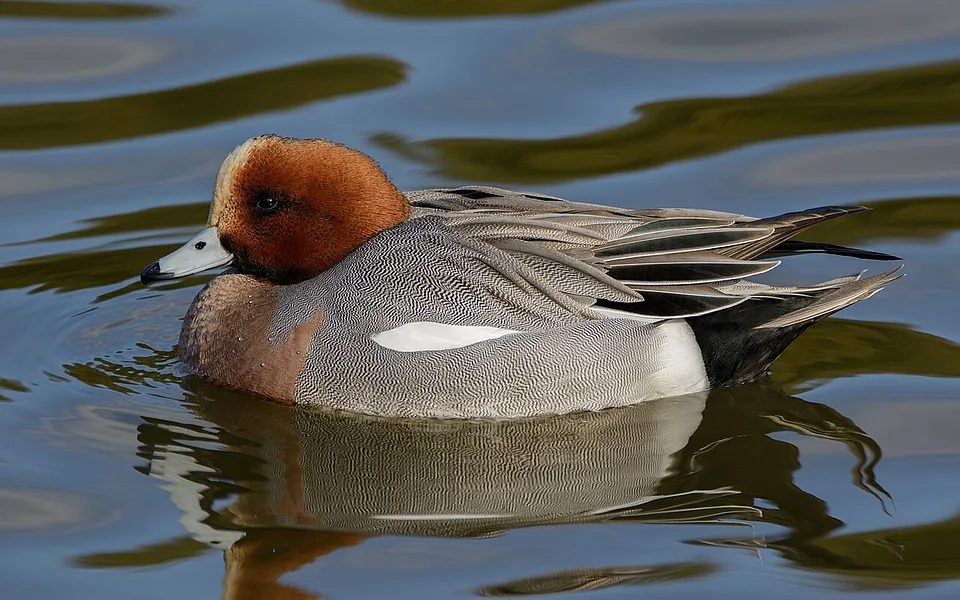 Eurasian Wigeon (Mareca penelope) — photo 1 of 5