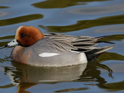 Eurasian Wigeon