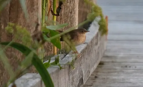 Savi's Warbler