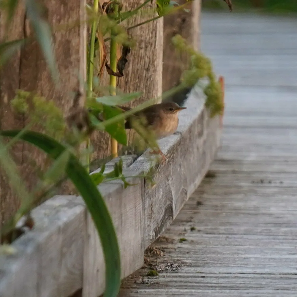 Savi's Warbler
