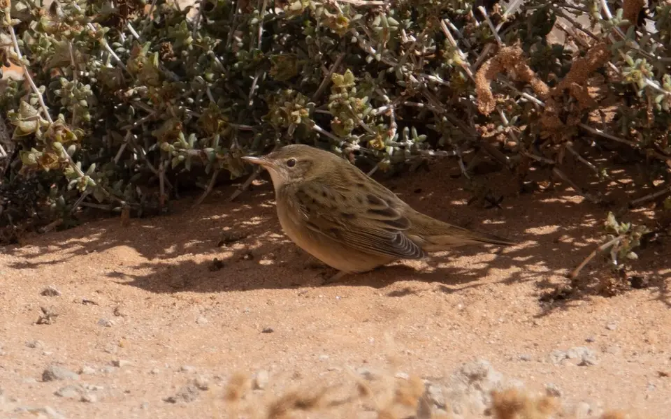 Common Grasshopper Warbler (Locustella naevia) — photo 4 of 4