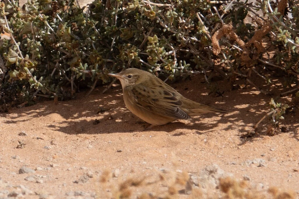 Common Grasshopper Warbler